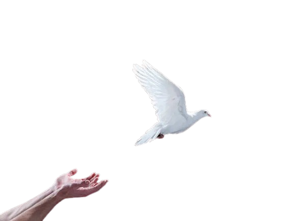 Pigeon background decoration